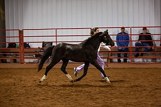 horse7