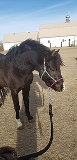 Pony Stud